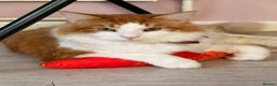 Mixed Breed cats for sale: Long hair ginger and white males  - Advert 10