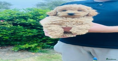 Labradoodle dogs - Advert 3