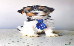 Yorkshire Terrier dogs for sale: Biewer Yorkshire Terrier🐶 Two Boys🧬PURE BLOOD in Hull - Image 30