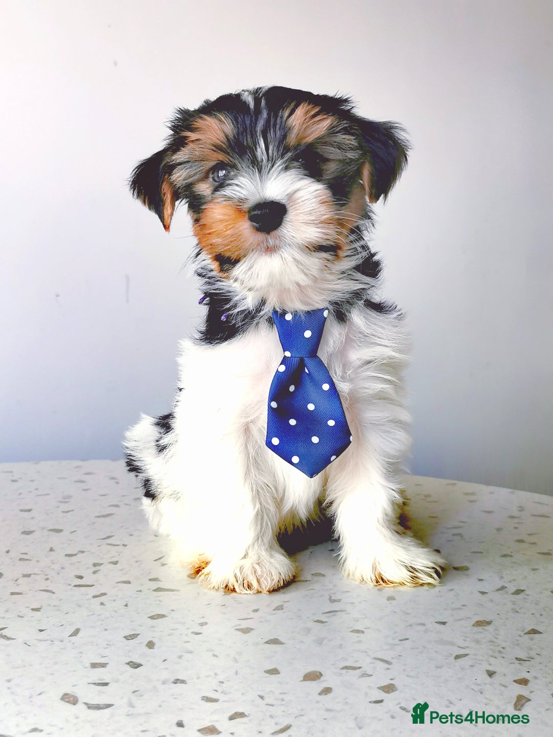 Yorkshire Terrier dogs for sale: Biewer Yorkshire Terrier🐶 Two Boys🧬PURE BLOOD in Hull - Image 30