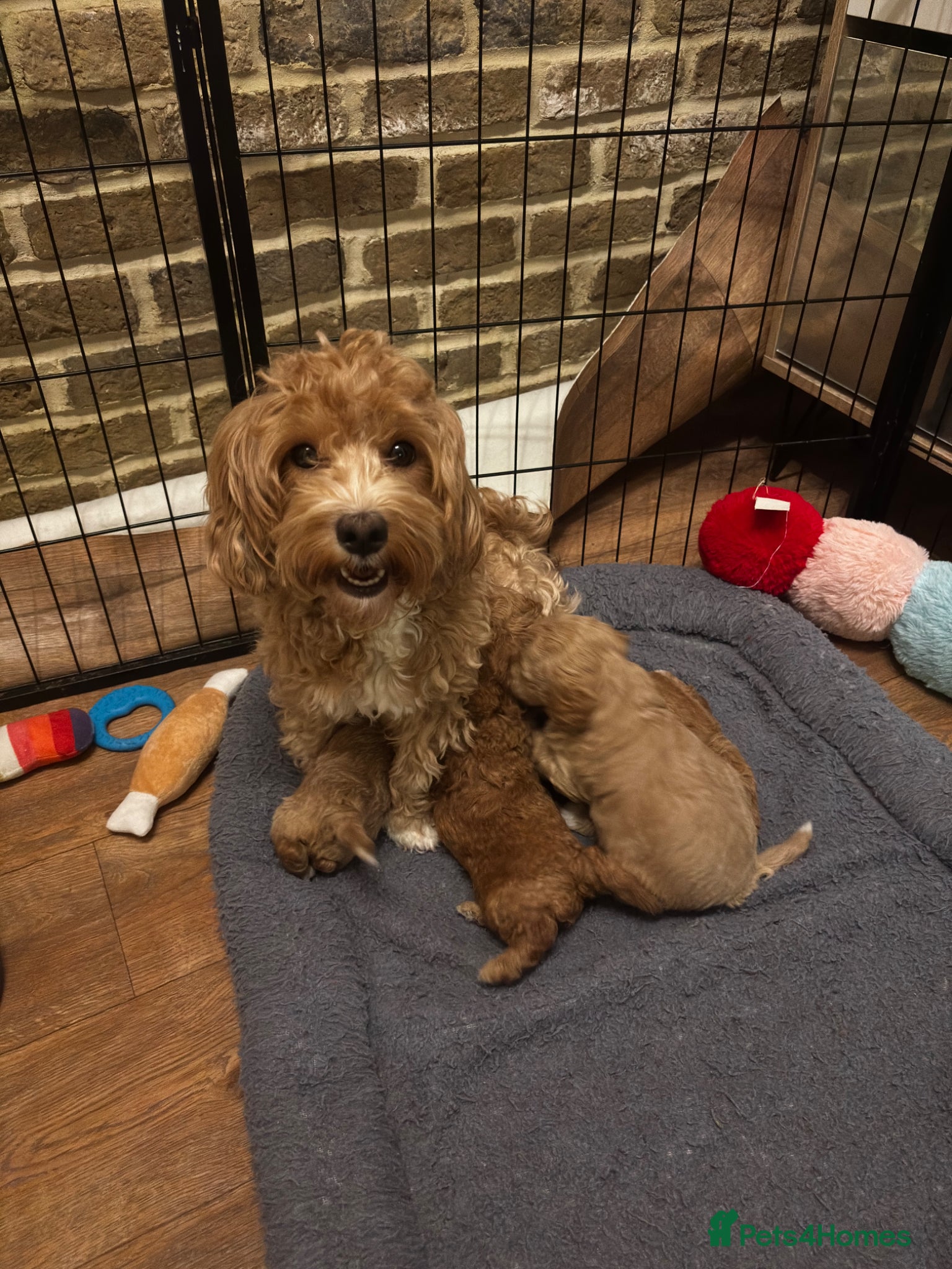 Maltipoo dogs Exquisite Maltipoos DNA Health Tested Parents - Advert 2