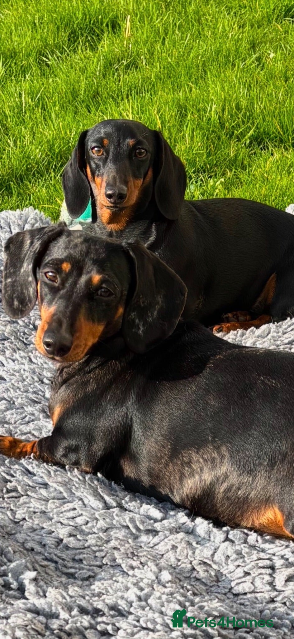 Miniature Dachshund dogs Superb quality KC registered Miniature Dachshunds - Advert 2