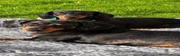 Miniature Dachshund dogs for sale: Superb quality KC registered Miniature Dachshunds - Advert 4