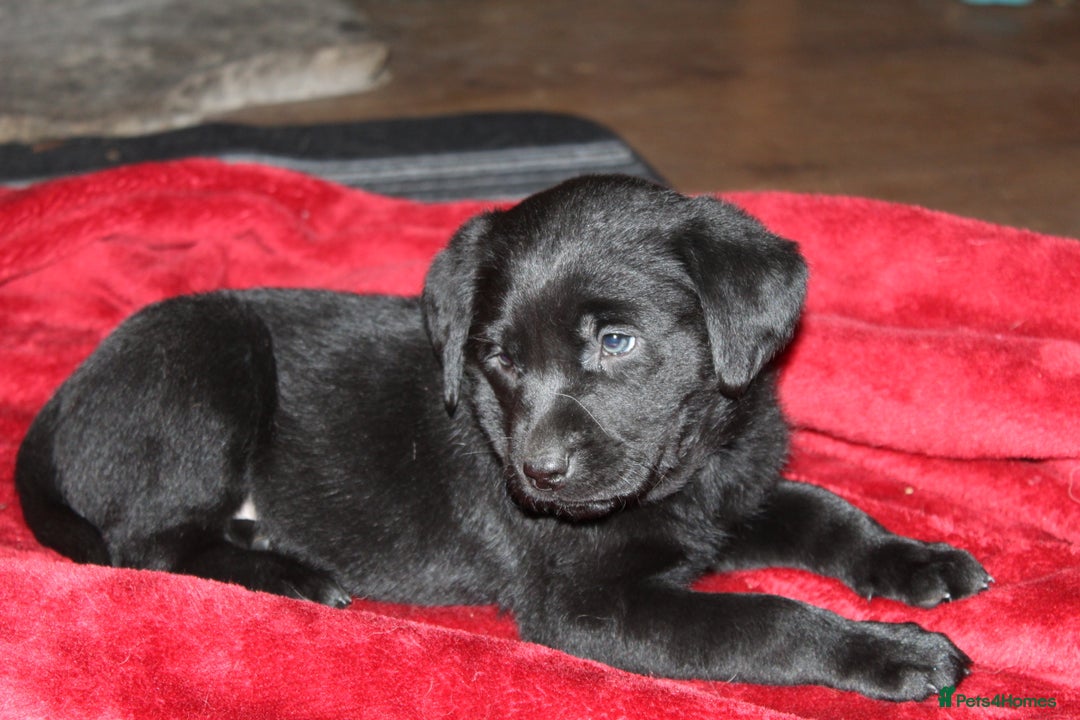 Labrador Retriever dogs for sale: 🔥 KC LABRADOR PUPPIES SILVER CHOCOLATE AND BLACK - Advert 16
