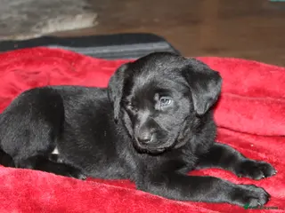 Labrador Retriever dogs 🔥 KC LABRADOR PUPPIES SILVER CHOCOLATE AND BLACK - Advert 14