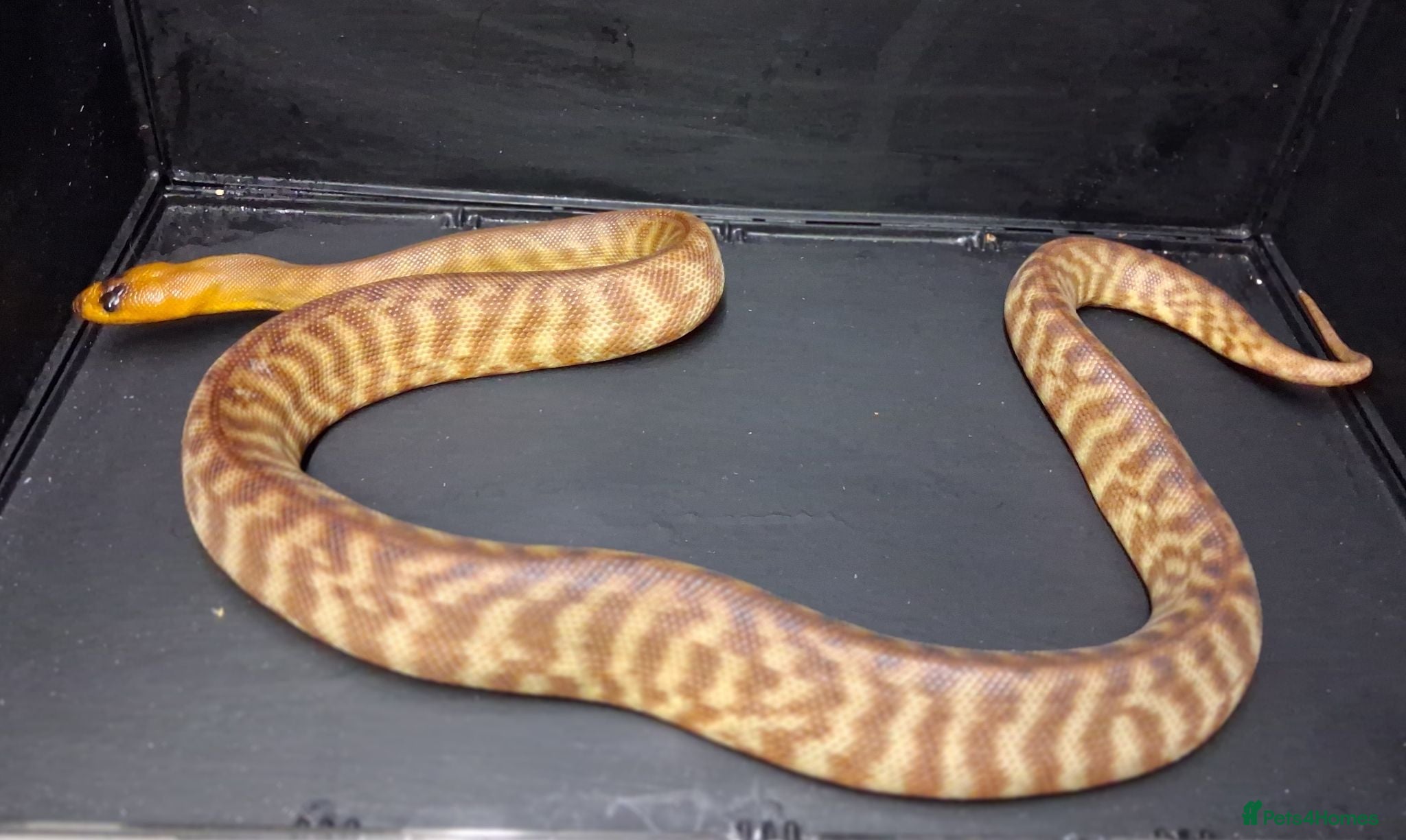 Python Snake reptiles Woma Python Female  - Advert 1