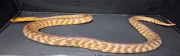 Python Snake reptiles for sale: Woma Python Female  - Advert 1