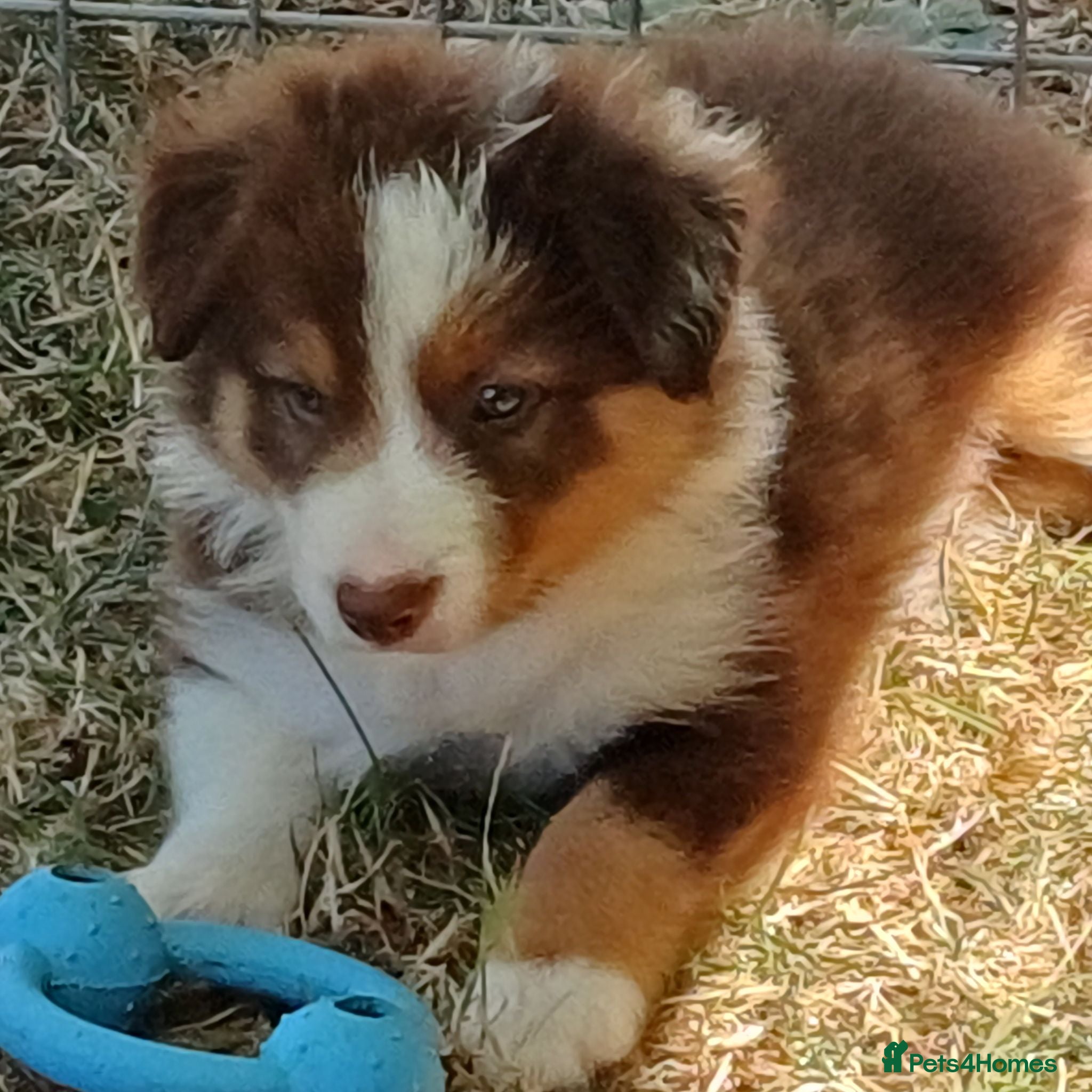 Border Collie dogs Border Collie Puppies Ready August 1st - Advert 2