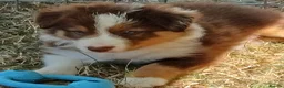 Border Collie dogs for sale: Border Collie Puppies Ready August 1st - Advert 8
