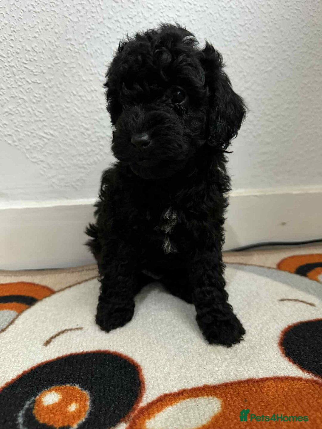 Mixed Breed cats for sale: For sale miniature poodle last boy and last girl  - Advert 5