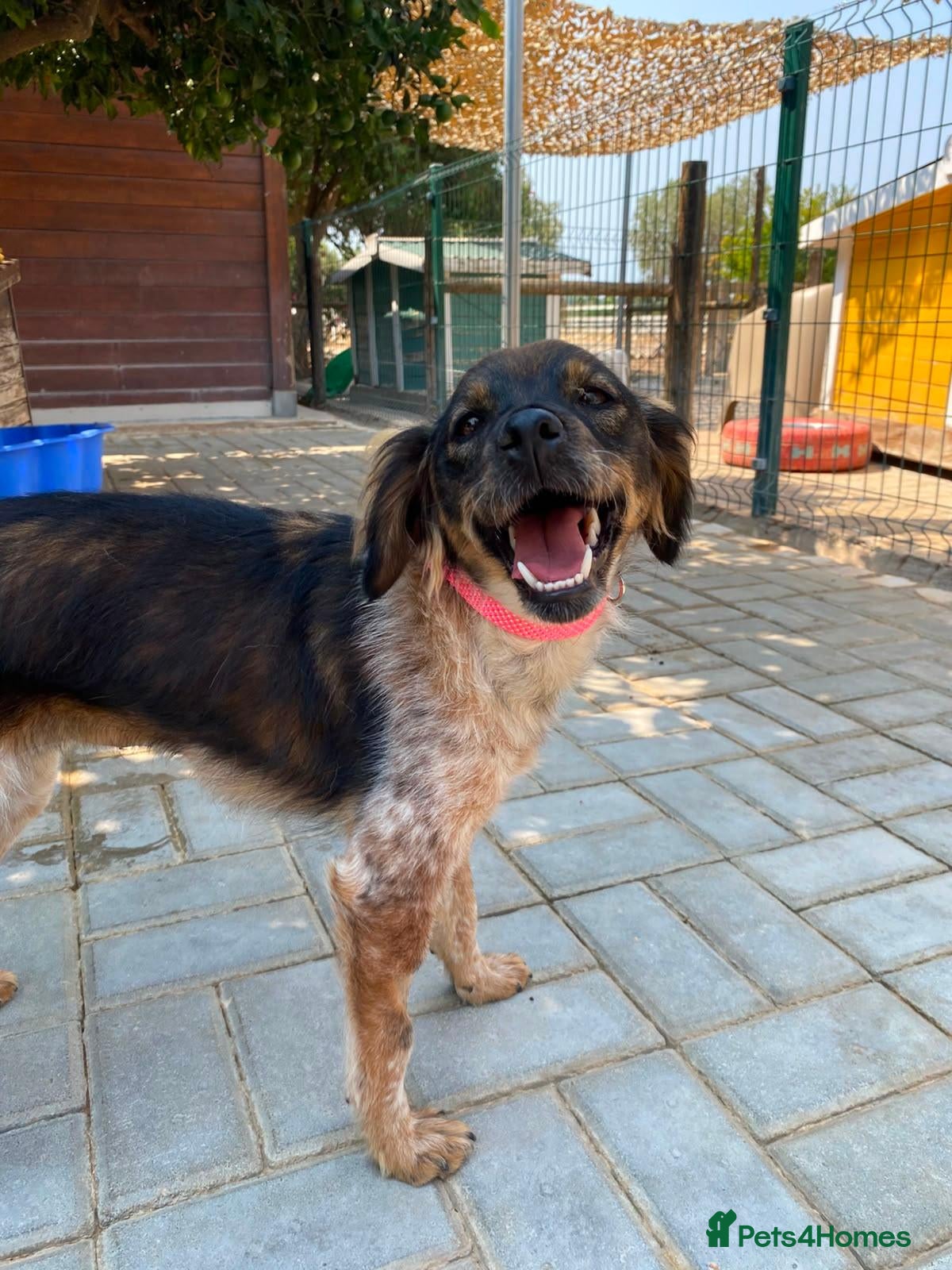 Mixed Breed dogs Charming Chelsy - Advert 2