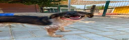 Mixed Breed dogs for adoption: Charming Chelsy in Fleet - Advert 2