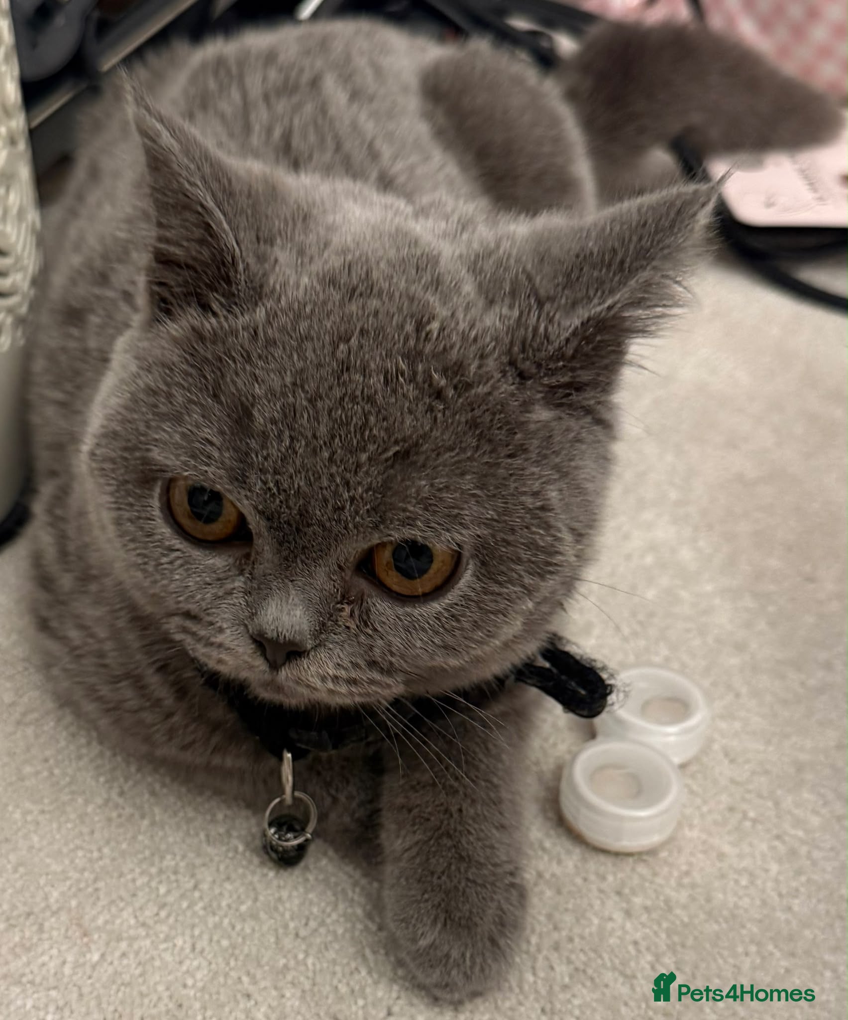 British Shorthair cats Beautiful 7-Mont Old male British Shorthair Grey - Advert 8