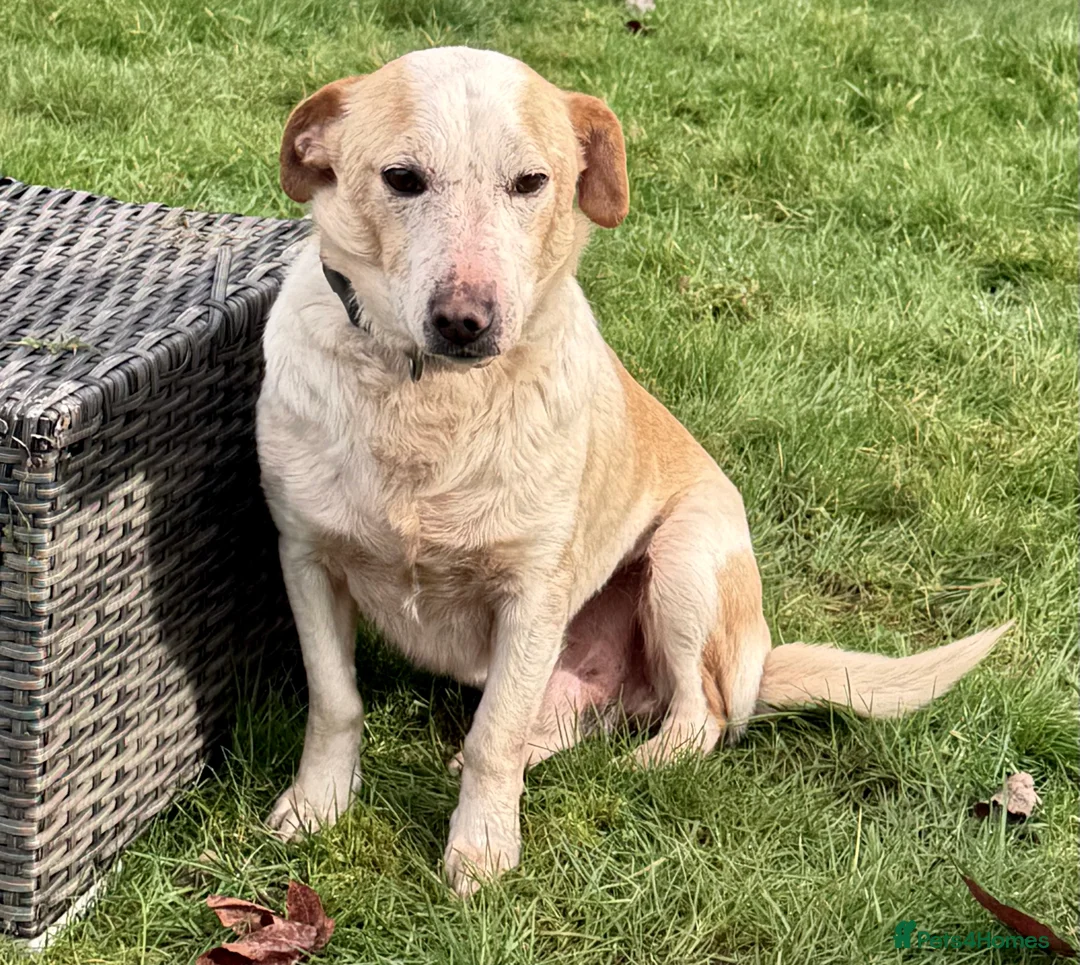 Labrador Retriever dogs for adoption: 🐾 MERLIN – Male Labrador × Golden  - Advert 1