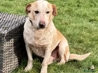 Labrador Retriever dogs 🐾 MERLIN – Male Labrador × Golden - Advert 2