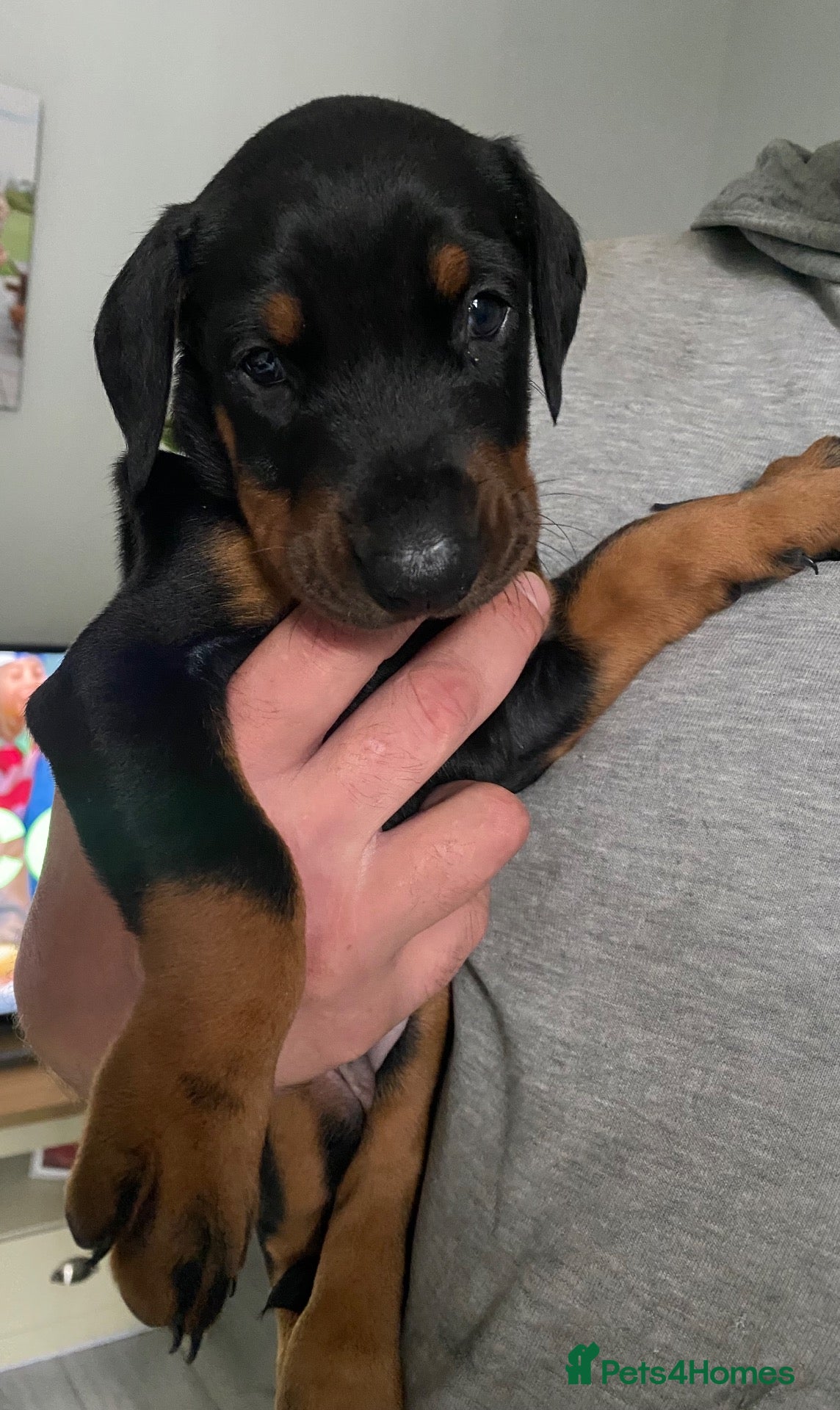 Dobermann dogs Doberman puppies - Advert 5