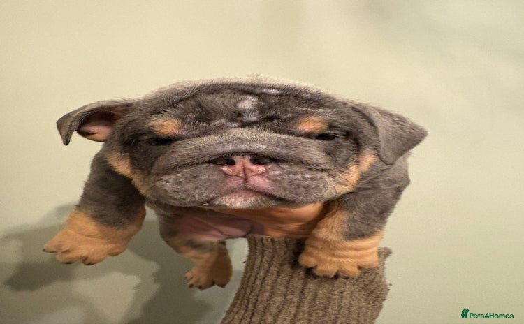 English Bulldog dogs Last KC Registered English Bulldog Female - Advert 13
