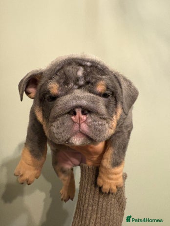 English Bulldog dogs Last KC Registered English Bulldog Female - Advert 13