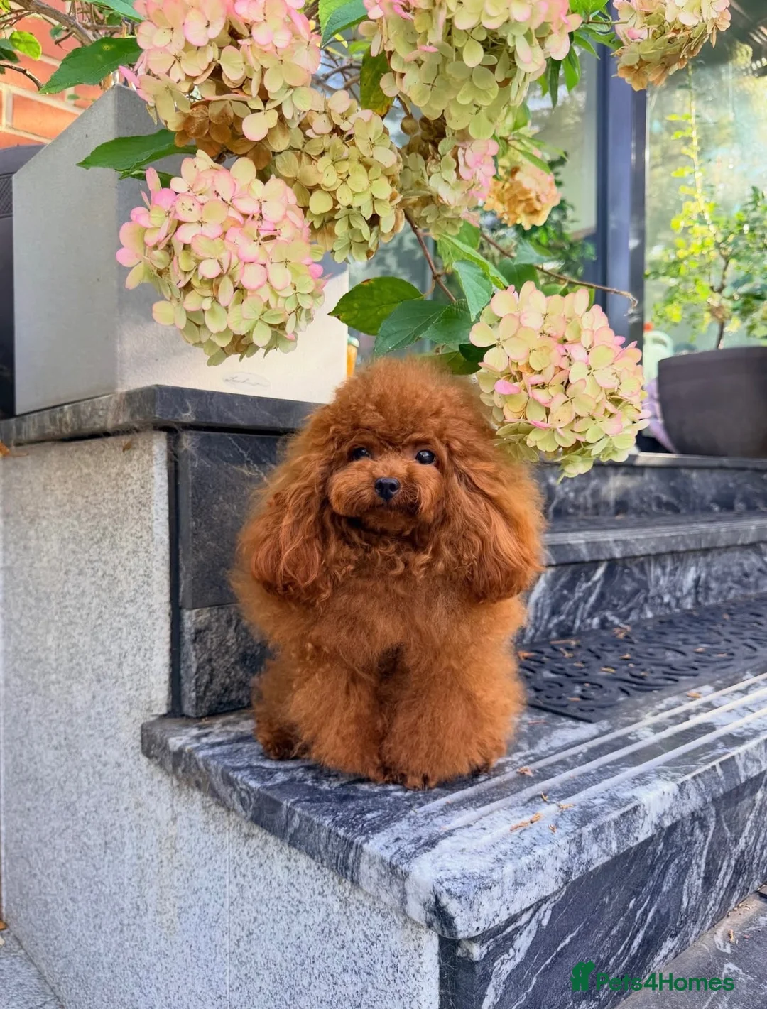Toy Poodle dogs for stud: TINY ASIAN TEDDY POODLE STUD - Advert 2