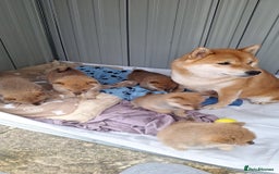 Japanese Shiba Inu dogs for sale: Fluffy authentic Shiba Inu puppies for sale  - Image 4