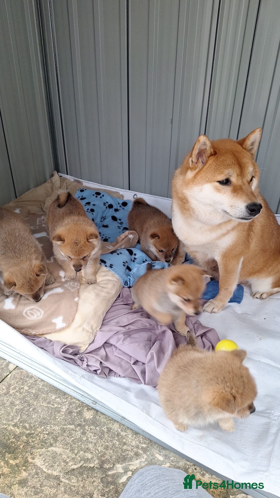 Japanese Shiba Inu dogs for sale: Fluffy authentic Shiba Inu puppies for sale  - Image 4