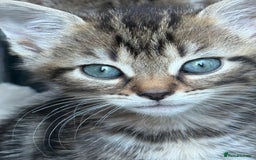 Mixed Breed cats for sale: Friendly kittens ready now ❤️ - Image 1