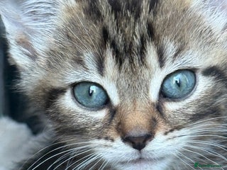 Mixed Breed cats - Advert 23