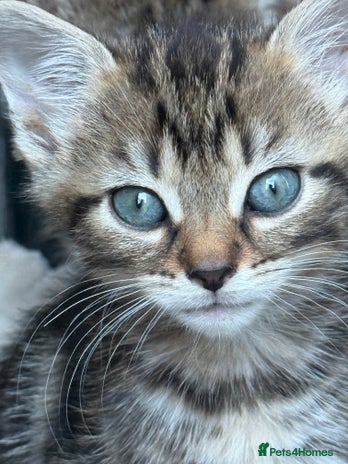 Mixed Breed cats Friendly kittens ready now ❤️ - Advert 11