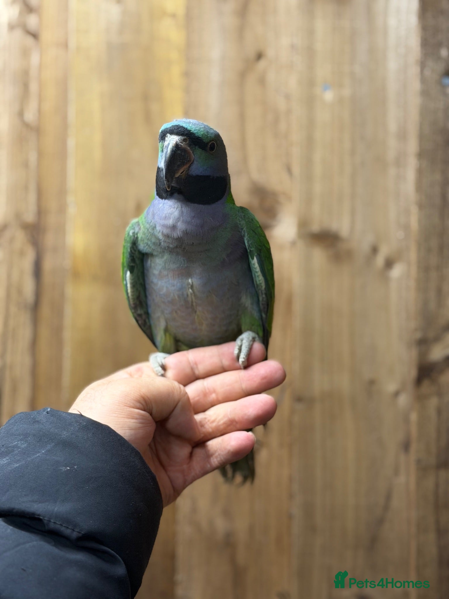 Parakeets birds Lord darbyan - Advert 1