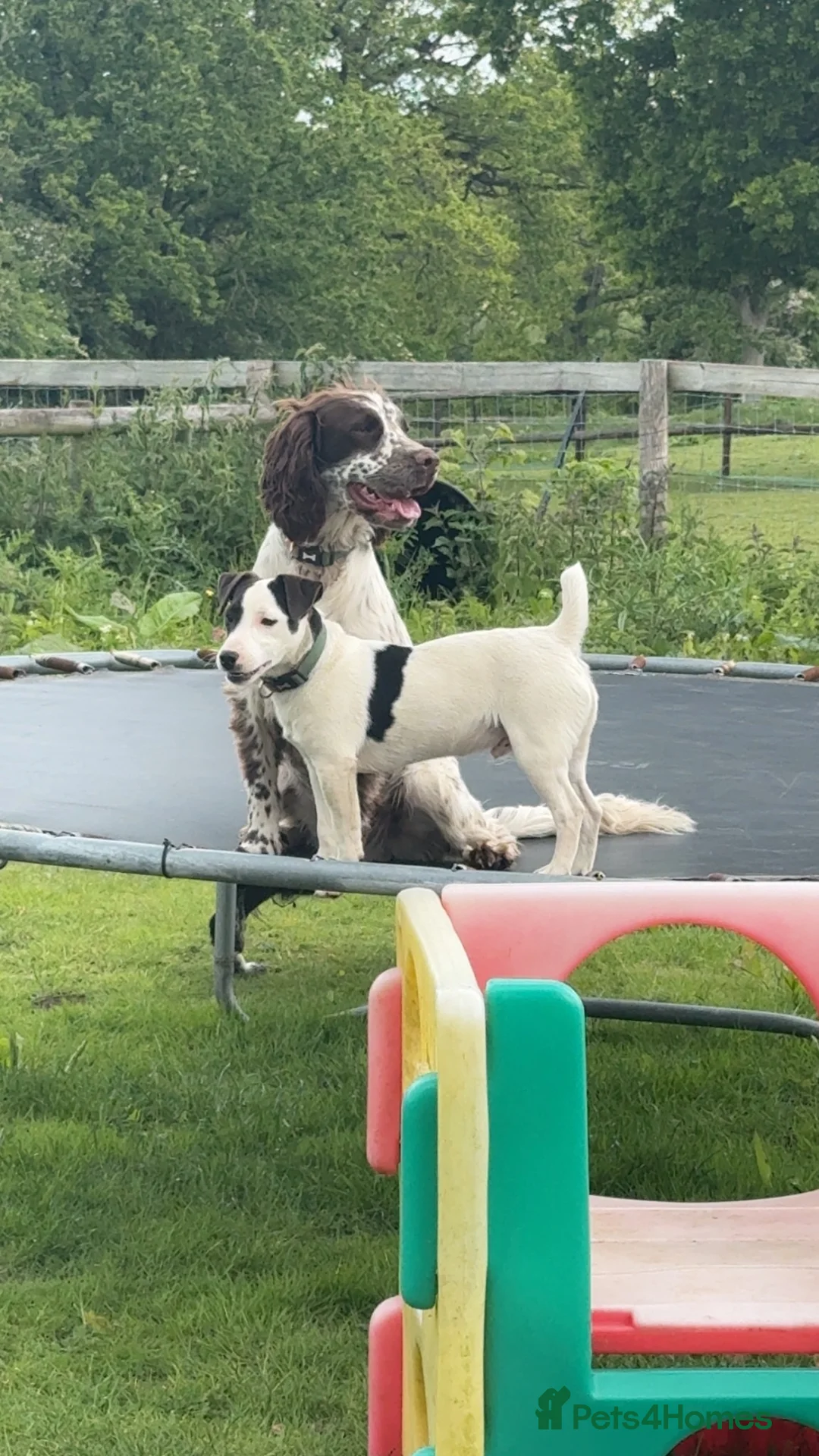 Jack Russell dogs for sale: Max intact male - Advert 2