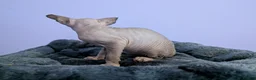 Sphynx cats for sale: ***TICA ACTIVE*** - PURE BREAD SPHYNX - AVAILABLE - Advert 26