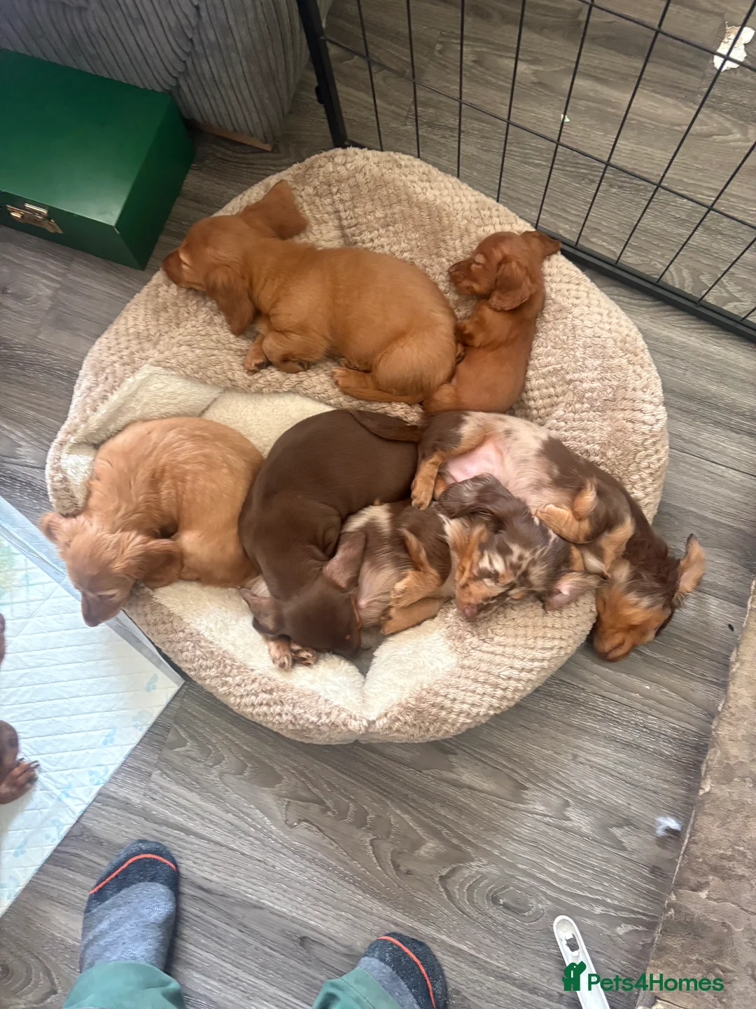 Dachshund dogs for sale: Long haired girl and left  - Advert 6