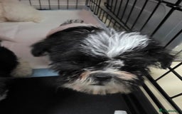 Malshi dogs for sale: Male Malshi Pups - Advert 6