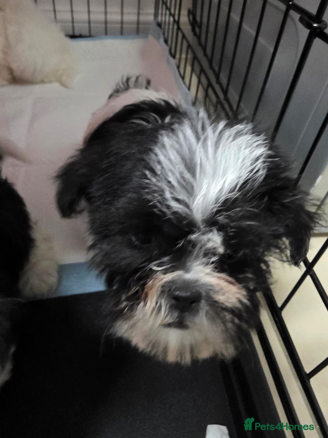 Malshi dogs for sale: Male Malshi Pups - Advert 6