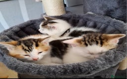 Mixed Breed cats for sale: 3 Adorable Fluffy Kittens - Image 28