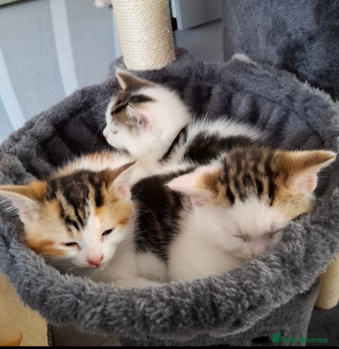 Mixed Breed cats for sale: 3 Adorable Fluffy Kittens - Image 28