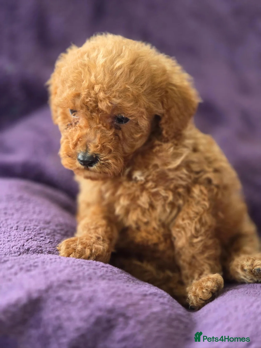Miniature Poodle dogs for sale: Red minature poodles. in Aberdeen - Advert 9