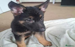 German Shepherd dogs for sale: BEAUTIFUL GERMAN SHEPHERD PUPS READY NOW - Image 31