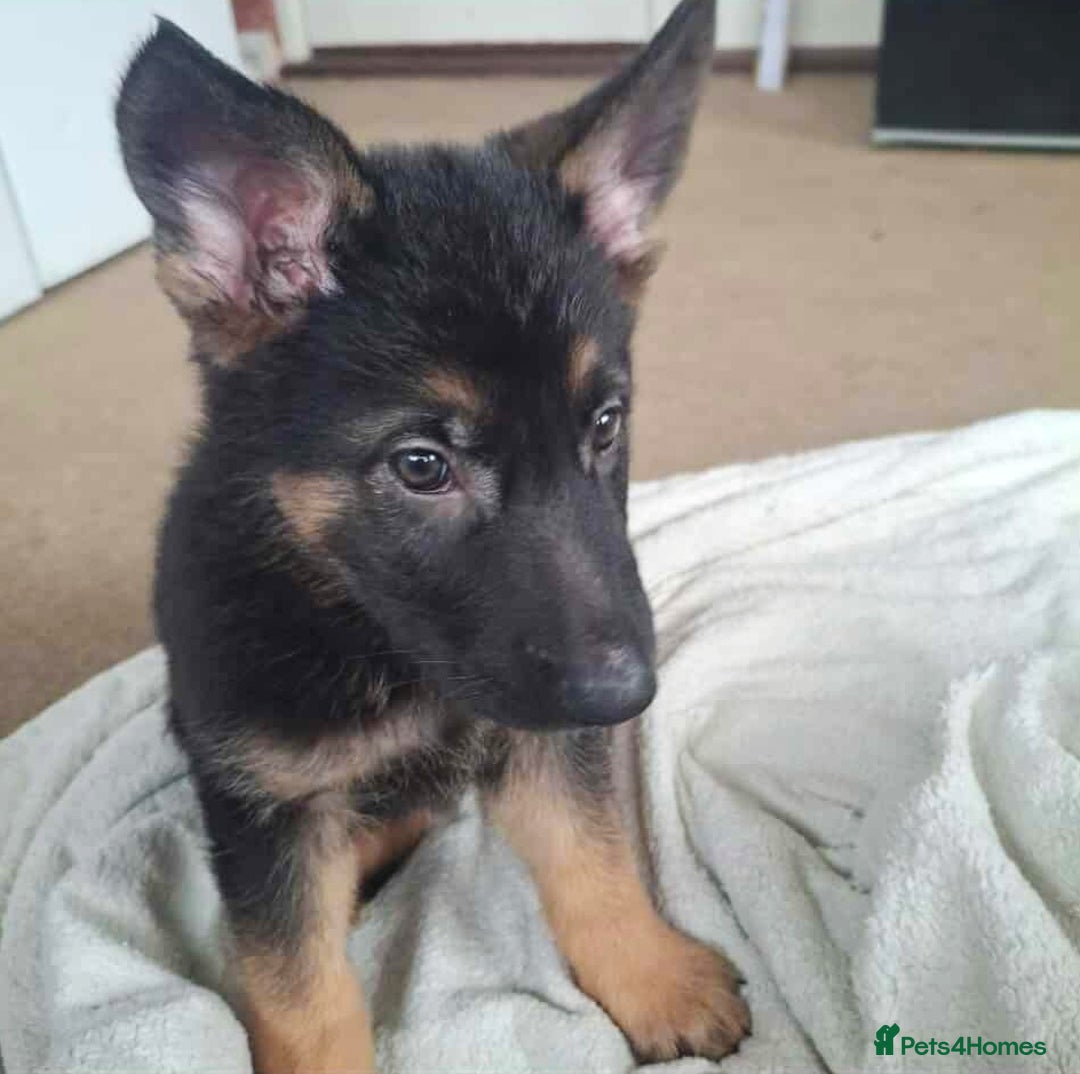 German Shepherd dogs for sale: BEAUTIFUL GERMAN SHEPHERD PUPS READY NOW - Image 31