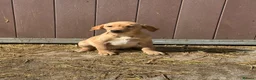 Labrador Retriever dogs for sale: OUTSTANDING LITTER OF BLACK & YELLOW PUPPIES - Advert 18
