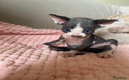 Devon Rex cats for sale: Adorable pure Devon Rex kittens  - Image 12
