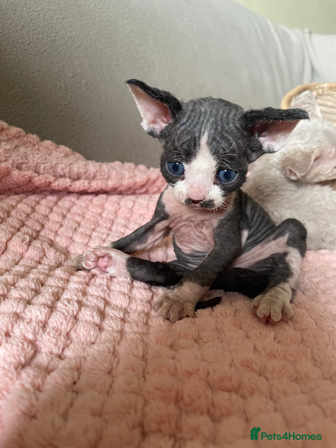 Devon Rex cats for sale: Adorable pure Devon Rex kittens  - Image 12