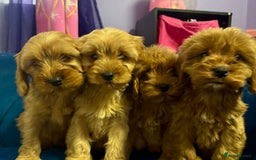 Cavapoo dogs for sale: Ready to go🏡 ONLY girls !  - Image 1