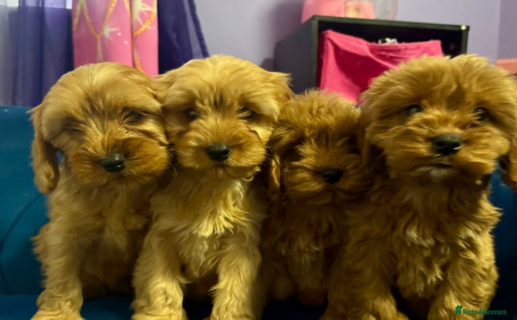 Cavapoo dogs - Advert 10