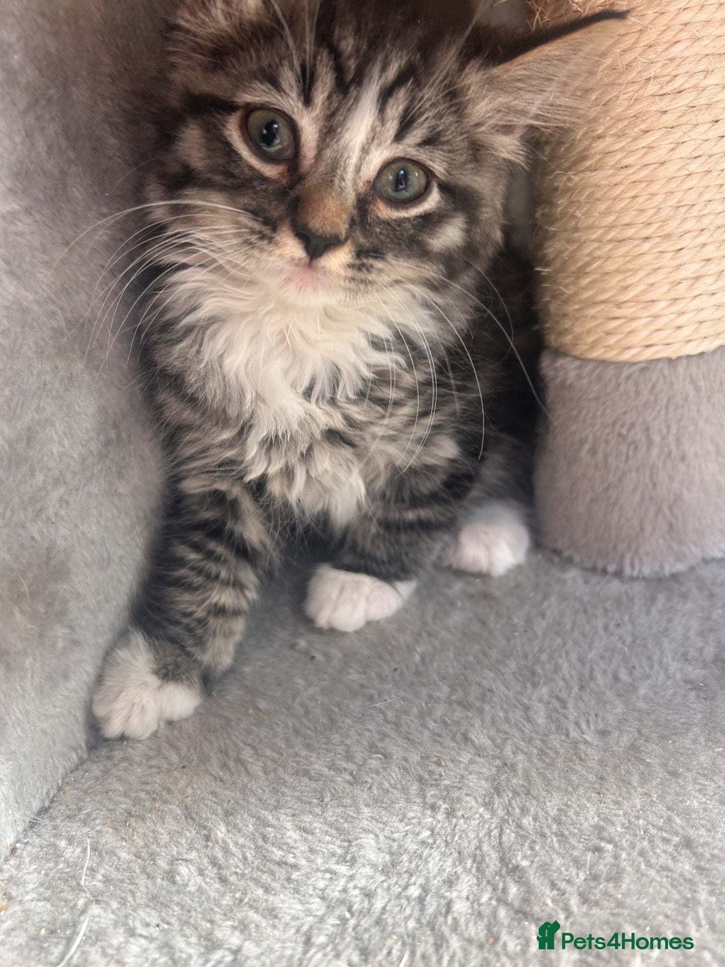 Mixed Breed cats Maine coon x ragdoll last 3 kittens available  - Advert 4