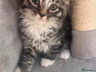 Mixed Breed cats Maine coon x ragdoll last 3 kittens available - Advert 4
