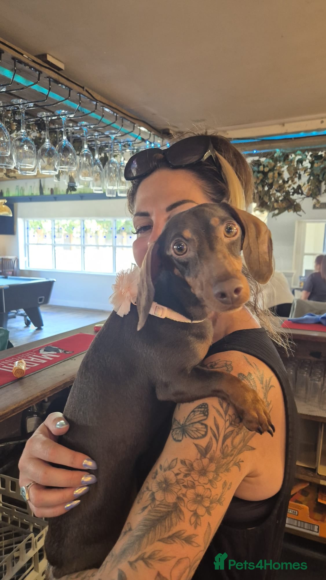 Mixed Breed dogs 2 Little Dameranian Fluff Ball Boys Left - Advert 3