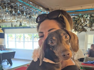 Mixed Breed dogs 2 Little Dameranian Fluff Ball Boys Left - Advert 3