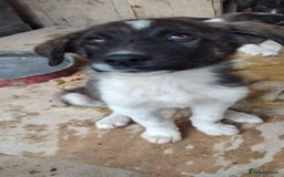 Caucasian Shepherd Dog dogs for adoption: Max 2.5 year old Macedonian rescue  - Image 9