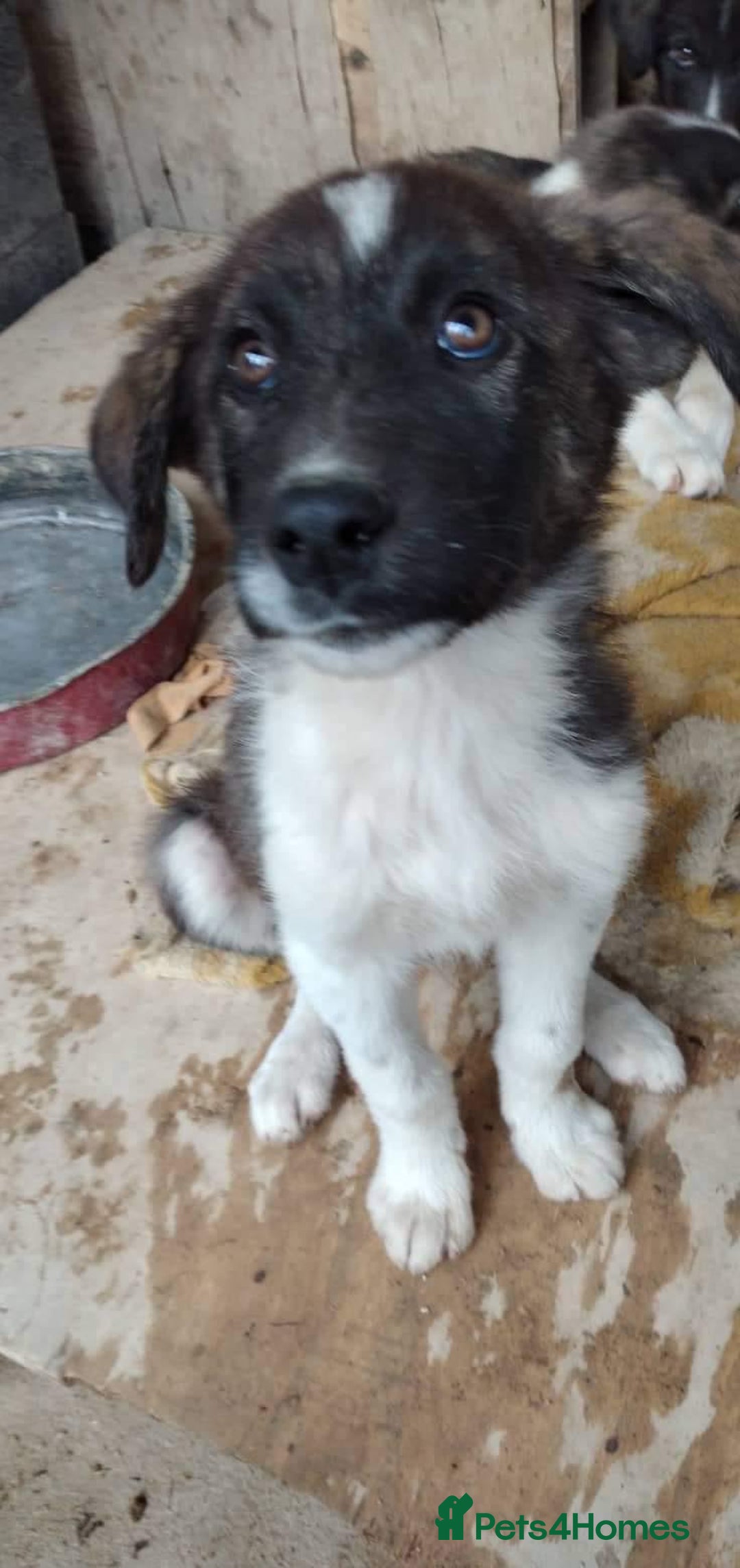 Caucasian Shepherd Dog dogs for adoption: Max 2.5 year old Macedonian rescue  - Image 9